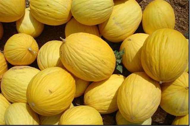 Yellow canary type melon 54-459 p3